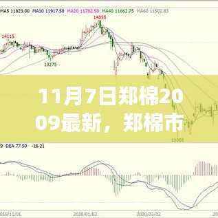 郑棉市场最新动态解析，11月7日深度剖析与趋势展望