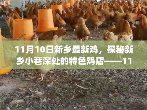 探秘新乡小巷特色鸡店,新鲜之旅(11月10日独家报道)