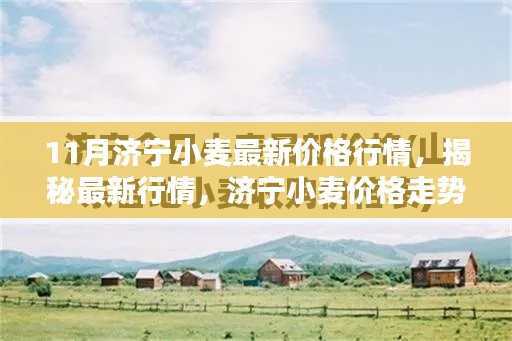 揭秘济宁小麦最新行情,十一月价格走势分析与预测