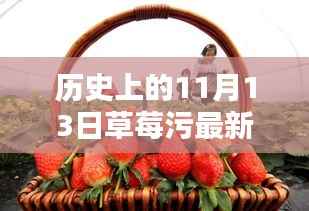 探寻草莓日,草莓与数字11月13日的神秘联系揭秘