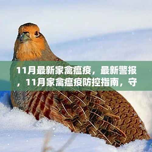 11月家禽瘟疫最新警报及防控指南,守护家禽安全的关键知识
