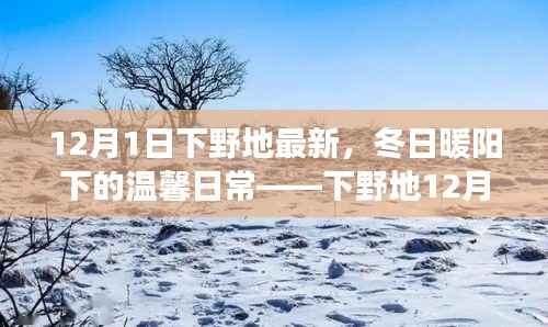 下野地趣事,冬日暖阳下的温馨日常(12月1日最新报道)