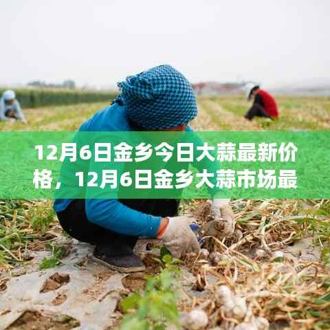 12月6日金乡大蒜最新价格及市场行情分析