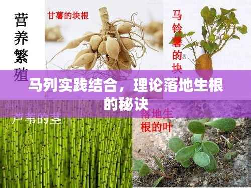 马列实践结合,理论落地生根的秘诀