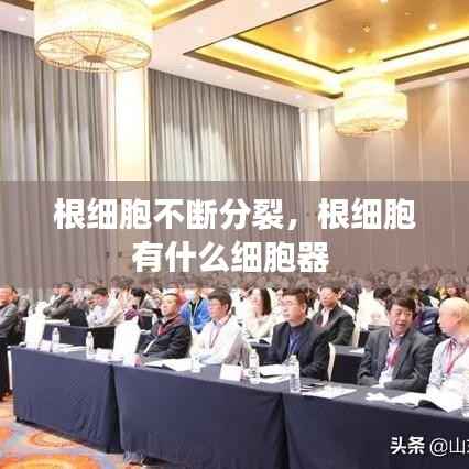 根细胞不断分裂,根细胞有什么细胞器