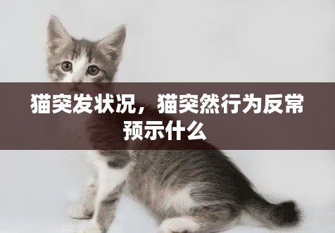 猫突发状况,猫突然行为反常预示什么