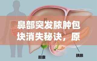 鼻部突发脓肿包块消失秘诀,原因解析、处理方法与有效预防策略