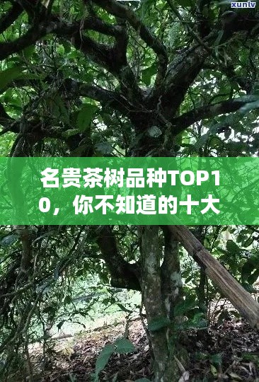 名贵茶树品种TOP10,你不知道的十大品种排名!