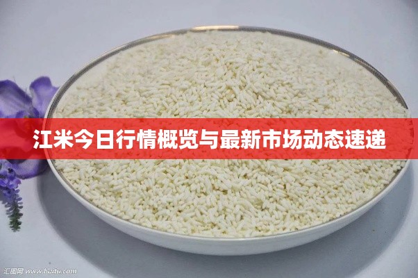 江米今日行情概览与最新市场动态速递