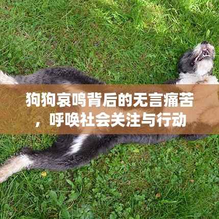 狗狗哀鸣背后的无言痛苦,呼唤社会关注与行动