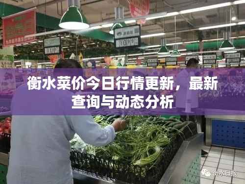 衡水菜价今日行情更新,最新查询与动态分析