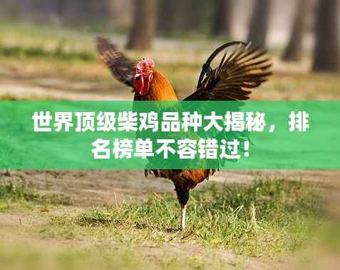 世界顶级柴鸡品种大揭秘,排名榜单不容错过!