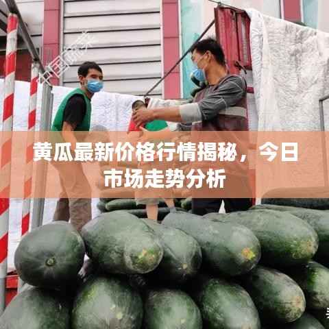 黄瓜最新价格行情揭秘,今日市场走势分析